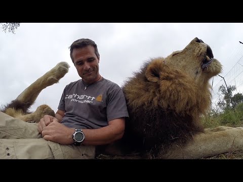 Best Lion Roars! | The Lion Whisperer