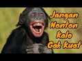 Download Lagu AKSI KOCAK MONYET MENIRU MANUSIA  Lucu Monyet Ngakak  Monyet Terkocak Mp3 Free