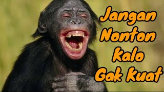 Download lagu AKSI KOCAK MONYET MENIRU MANUSIA || Video Lucu Monyet Ngakak || Video Monyet Terkocak mp3