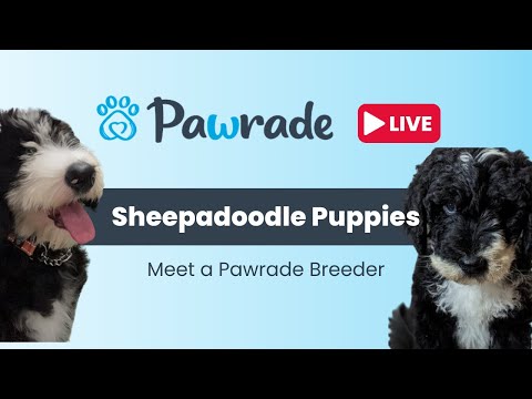 Pawrade Live