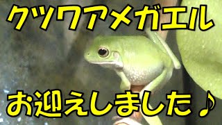 クツワアメガエル紹介動画【ゆっくり実況】