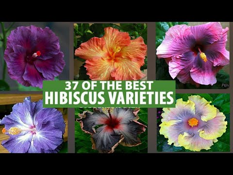 image-Is there a red hibiscus?