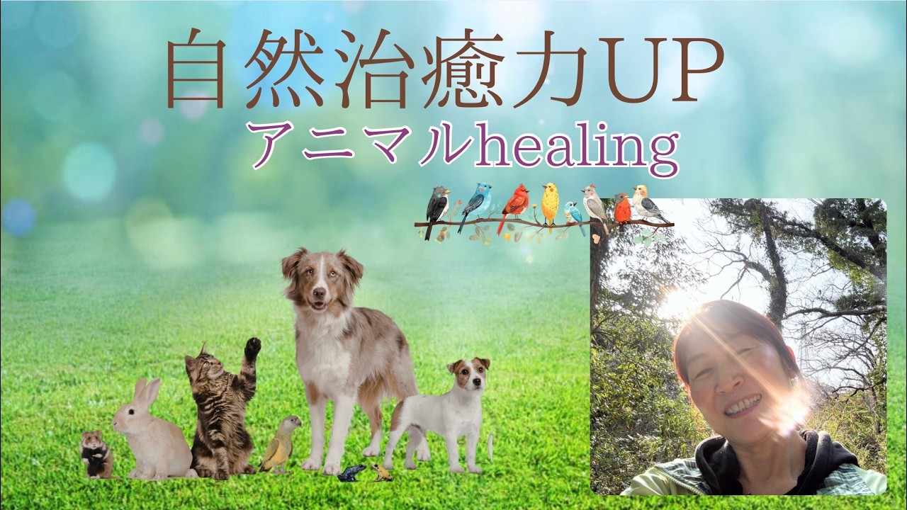 自然治癒力up【アニマルヒーリング2026年度版】＃healing＃ペットヒーリング