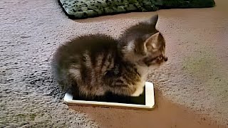 cats acting weird