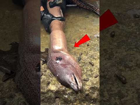 Something Stuck Inside The Fish 🤯