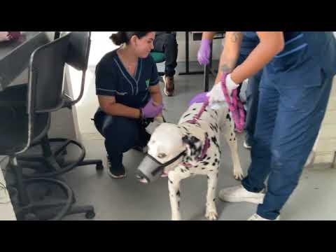 Colecta seminal del perro