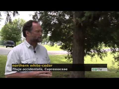 Trees with Don Leopold - northern white-cedar
