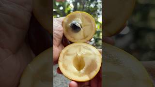 Download lagu Abiu fruit😋😋 mp3