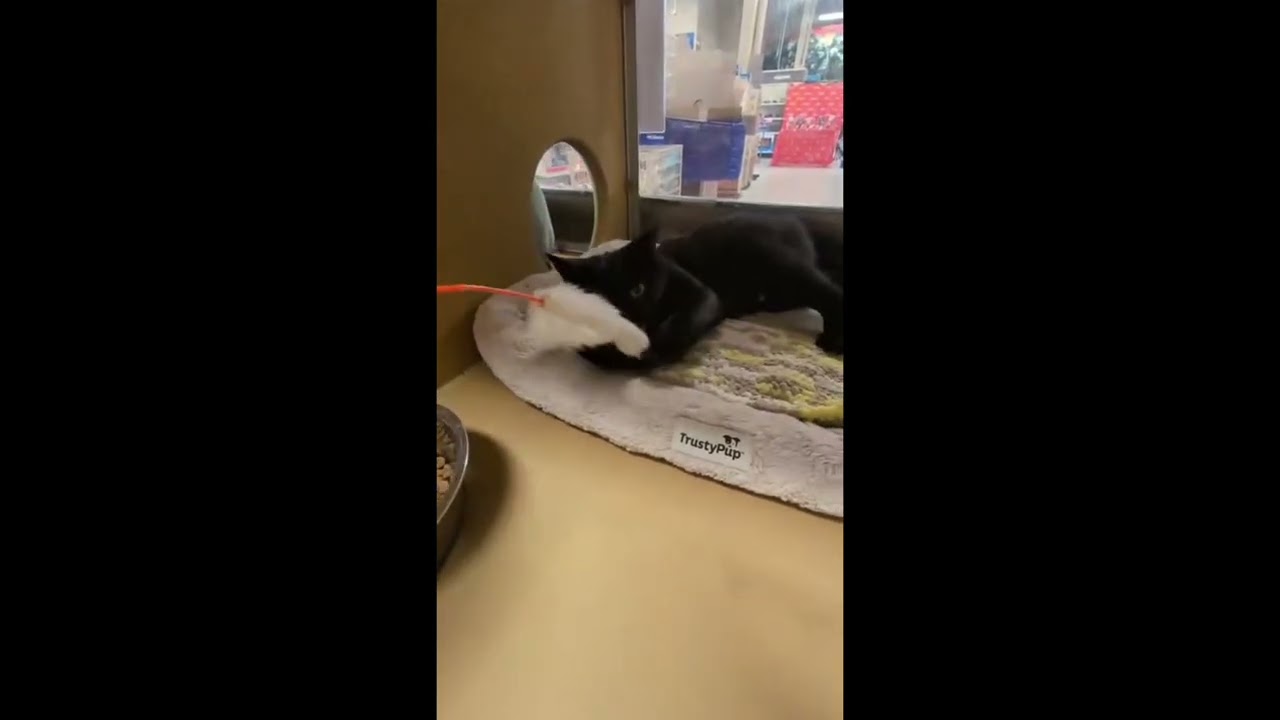 Samantha (bonded with Sully), a ADOPTABLE Domestic Short Hair in Brampton, ON video 6/6