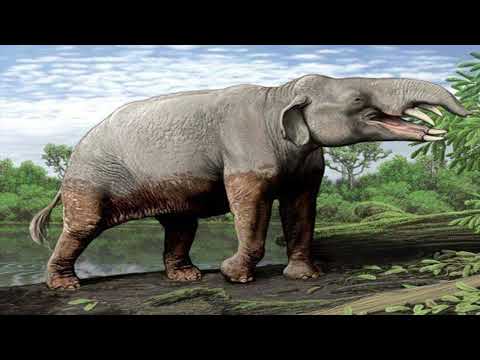 Meet Phiomia: The Small Elephant of the Oligocene