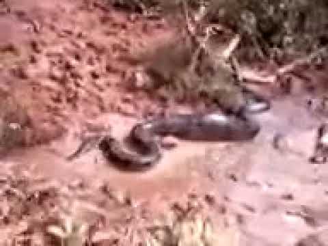 anaconda  of  7 meters,  swallows an ocelot,  on the river   Queixada Transamazônica