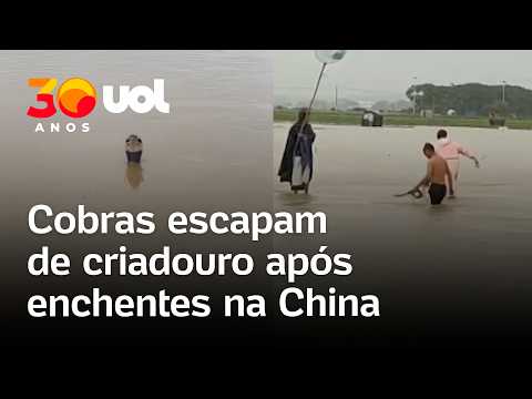 Tufão atinge China: Cobras escapam de criadouro após enchente; veja vídeo