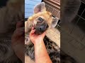 Spotted Hyena Boops ADORABLE