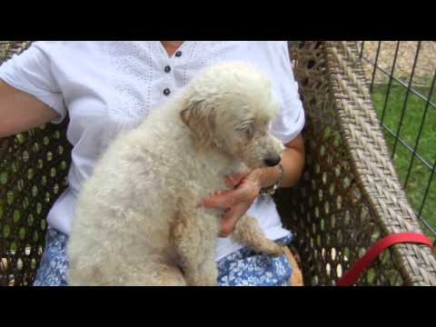 Donald Disney, an adopted Poodle in Houston, TX_image-1