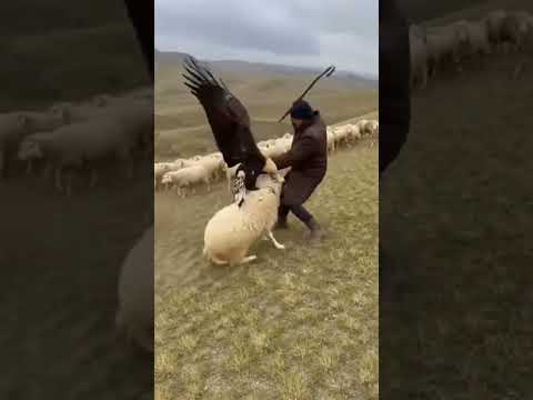 This Wildlife Scene Leaves Everyone Stunned | Eagle and Sheep in an Extreme Moment #shorts #wildlife