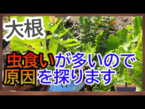 大根の葉に穴が空いてしまった！何のために ？それらをどのように治療すればよいでしょうか？  庭園