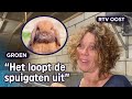 Speeddaten voor konijnen bij Maaike in Beuningen | RTV Oost