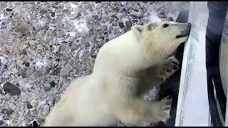 PBI Explore - This cute Polar bear loves the Tundra buggy!