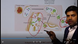 Download Lagu Pathogen processing by MHC Class I and MHC Class II - Immunology Kaplan USMLE Microbiology Chapter 5 Thumbnail