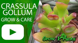 Crassula gollum - grow & care (Silver jade)