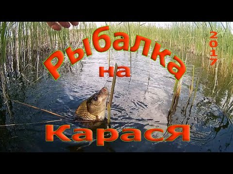 рыбалка на карася в камышах