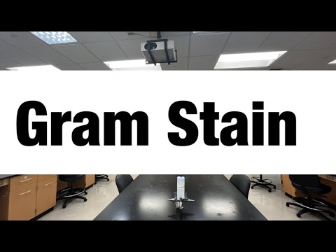 Gram Stain