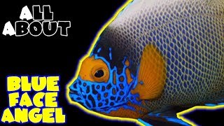 All About The Blue Face Angelfish