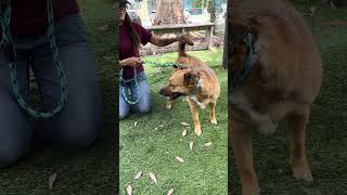 Video preview image #1 German Shepherd Dog-Unknown Mix Puppy For Sale in Pasadena, CA, USA