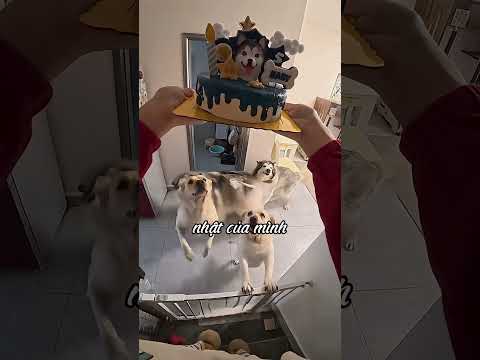 Tặng bánh sinh nhật cho những chú chó trong nhà.
