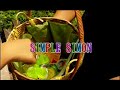 Barney And Friends Educational Kid Songs Vol 2 Simple Simon