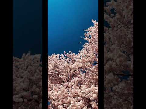 Why byala bjo bhokhele phekisa- by CK the Dj