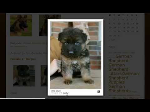 download lagu mp3 mp4 Best German Shepherd Breeders In Europe, download lagu Best German Shepherd Breeders In Europe gratis, unduh video klip Best German Shepherd Breeders In Europe