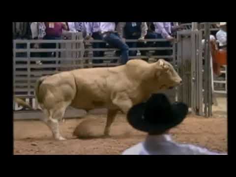 PBR 1994: Bodacious bucks off Clint Branger