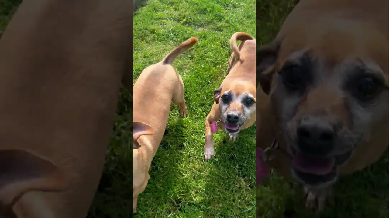Wally, a Adoptable mixed breed in Corvallis, OR video 6/6