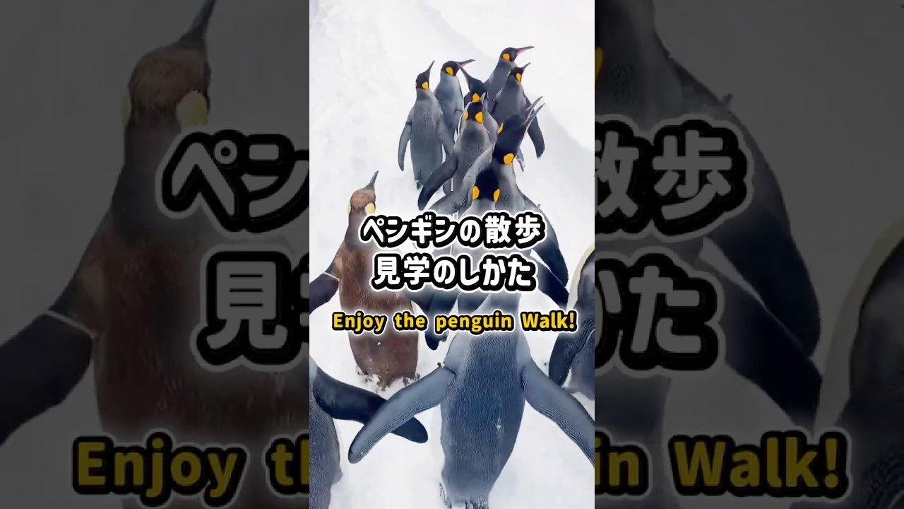 「ペンギンの散歩」を見学される皆さまへ🐧❄️To All Visitors of the Penguin Walk