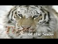 TIGERS OF THE SNOW 1997 VHS Movie Trailers Previews VHS Rip Digitization From WILD AMERICA 90s