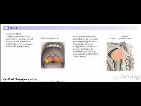 Pharynx intro 8