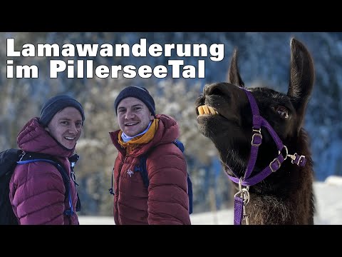 Auf Spurensuche und Lamawanderung | Winter im PillerseeTal