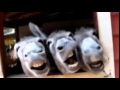 V�deo de burro a rir