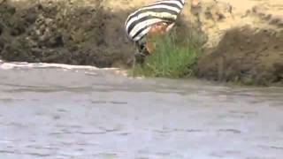 Zebra gets caught by crocodile Intestines hanging out.
