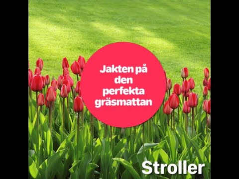 Jakten på den perfekta gräsmattan!👌🍃 Del 1 - mossbekämpning