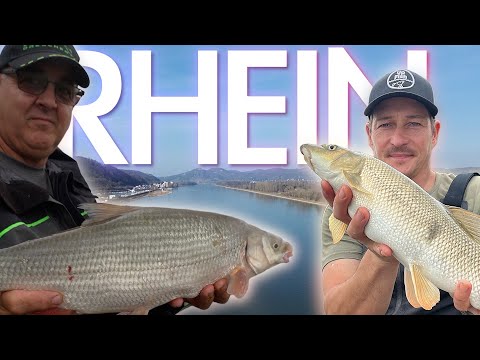 🎣 New Rhine stretch with expert tips – fishing with Olaf Gottsacker!