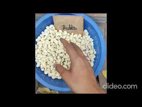 Butts cashew, packaging size: 10 kg