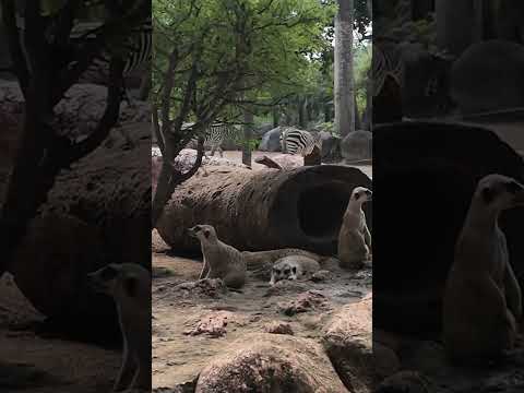 Meerkat Encounter at Bali Zoo: A Top Family Experience in Bali