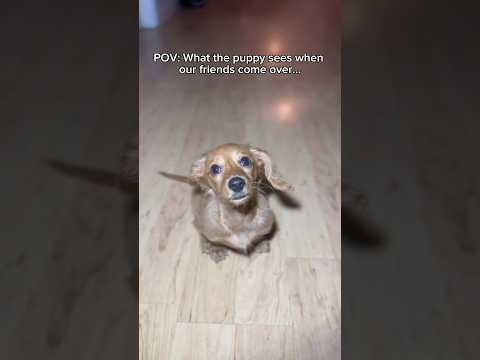 POV: What the puppy sees… #theboys #viral #shorts #puppy #aot