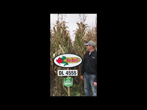 DL 4555 | Hybrid Showcase