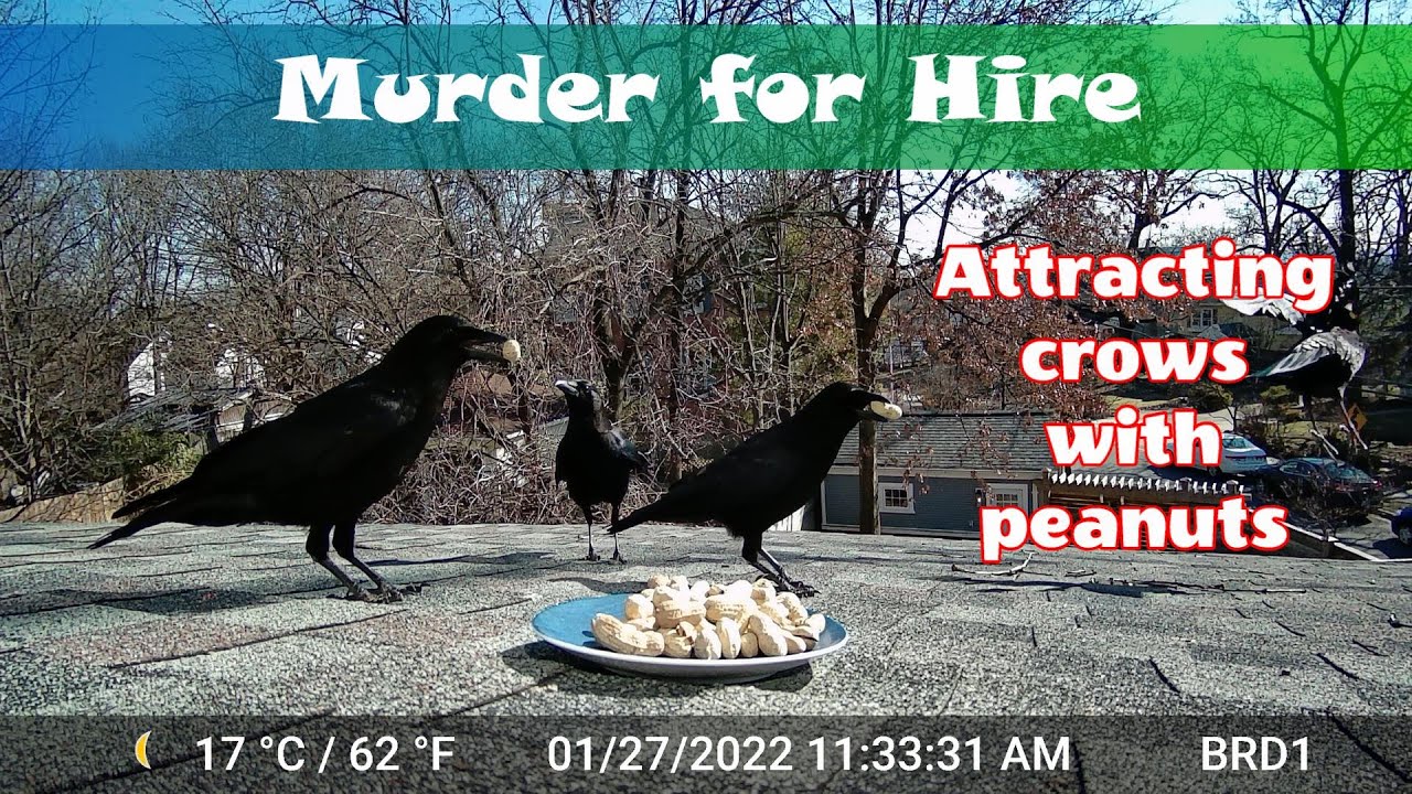 Murder for Hire - Crows Meet Peanuts! (4K)