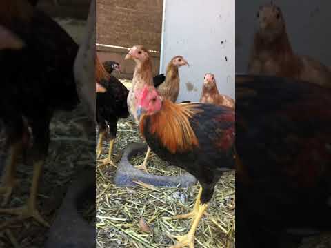 Tammy shive Radio and Sweater