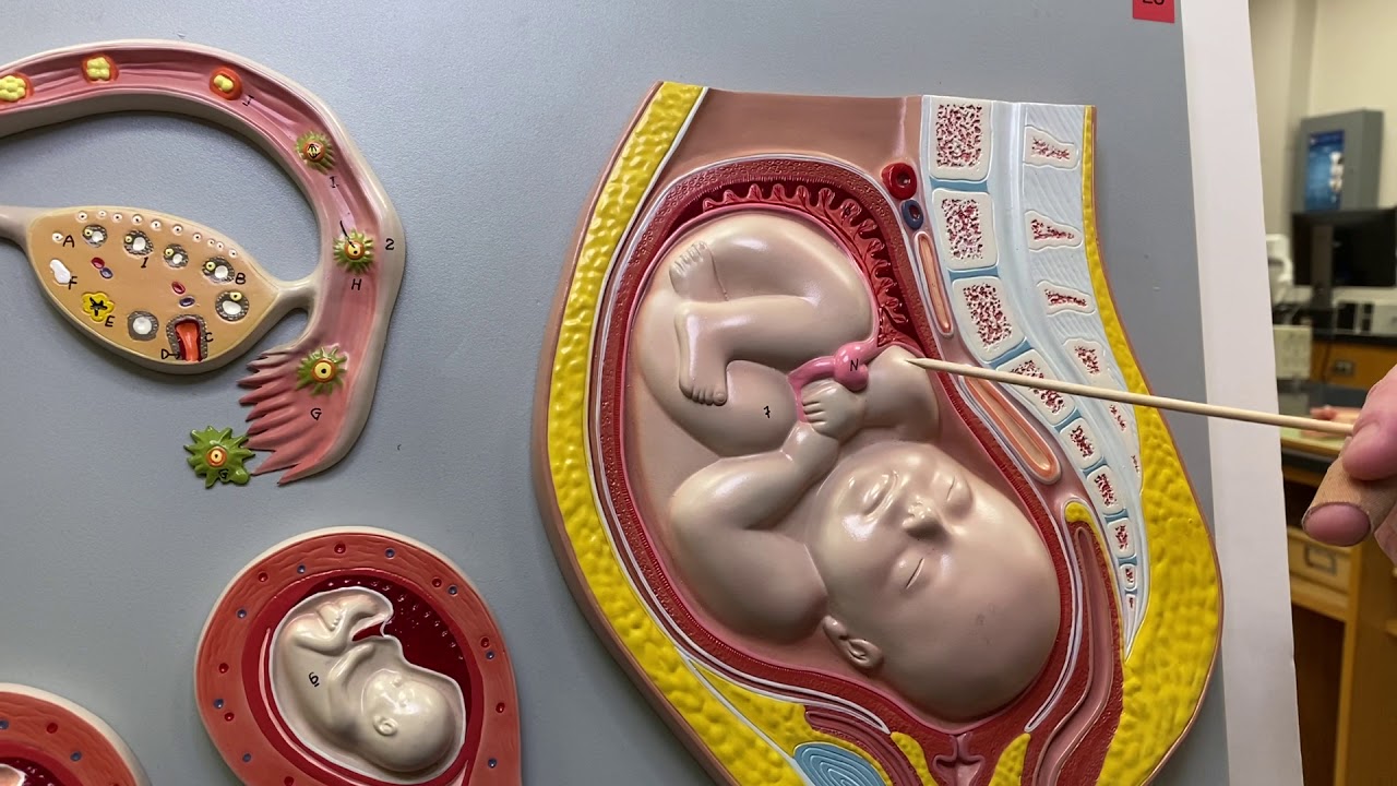 2402 Lab Fertilization, Implantation, Fetus Model