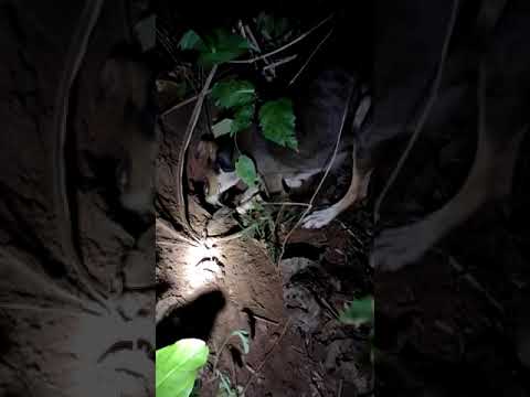 Caçada de Tatu - caçada de um amigo com acuada